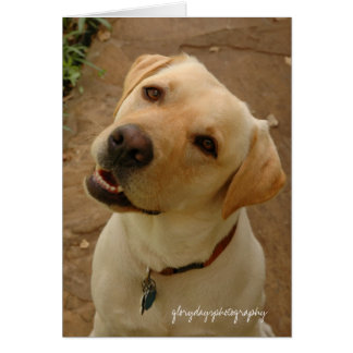 duke, glorydayfotografie