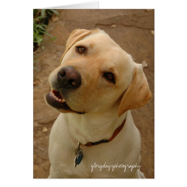 duke, glorydaysphotography (Devant)