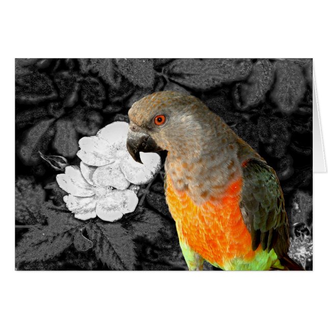 Dukie Duke (Voorkant Horizontaal)