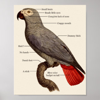 Dumb Bird Anatomy Poster