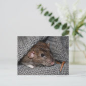 Dumbo Rat Briefkaart (Staand voorkant)