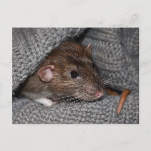 Dumbo Rat Briefkaart (Voorkant)