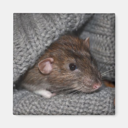 Dumbo Rat Magnet Magneet (Voorkant)