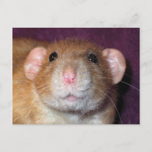 Dumbo Rat Post Card Briefkaart