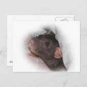 Dumbo rat wil spelen? briefkaart (Voorkant / Achterkant)