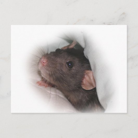 Dumbo rat wil spelen? briefkaart (Voorkant)