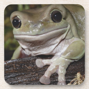Dumpy Tree Kikker. Kikker glimlachen. Litoria caer Bier Onderzetter