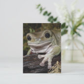 Dumpy Tree Kikker. Kikker glimlachen. Litoria caer Briefkaart (Staand voorkant)