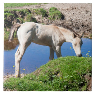 Dun buckskin veulen paard Tegel Tegeltje