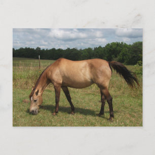 Dun Connemara Pony, Paarden, grazen in pasta Briefkaart