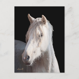 Dunalino American Bashkir Curly briefkaart