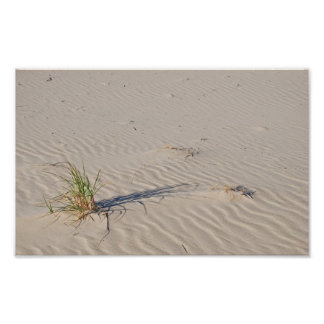 Dune Grass op het strand Foto Afdruk