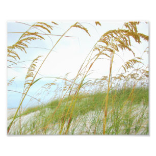 Dune Grass White Sand Beach Foto Afdruk