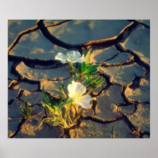 Dune Primrose groeit uit Cracked Mud Poster (Voorkant)