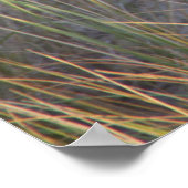 Dunes Kat Poster (Hoek)