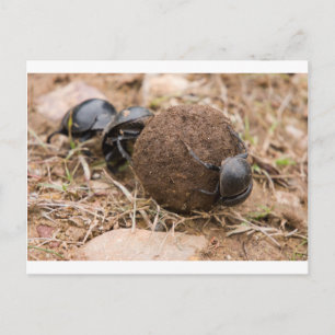 Dung Beetle Briefkaart