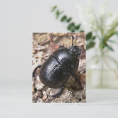 Dung Beetles Briefkaart (Staand voorkant)