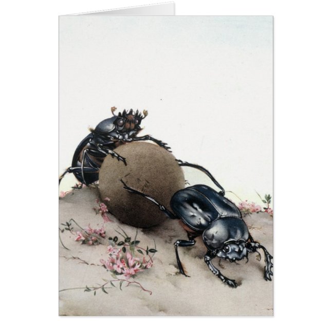 Dung Bettle (Voorkant)