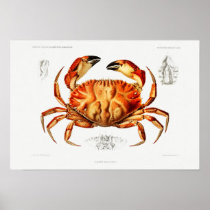 Dungeness Crab Illustratie Poster