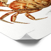 Dungeness Crab Illustration Scientific Poster (Hoek)
