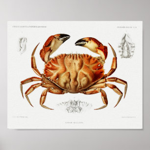Dungeness Crab Illustration Scientific Poster