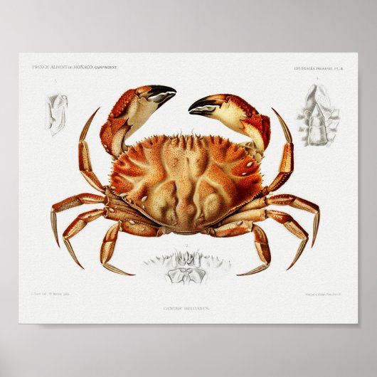 Dungeness Crab Illustration Scientific Poster (Voorkant)