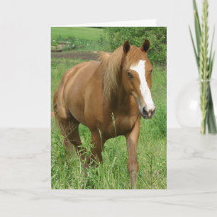 Dunnit, Horse Birthday Kaart