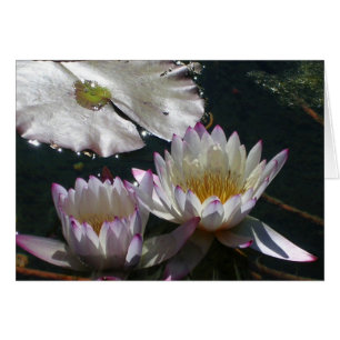 Duo de nénuphar