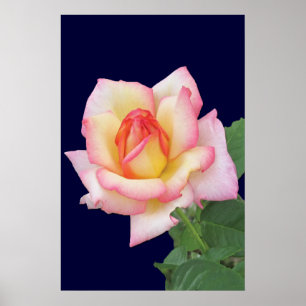 Duo-tone roze Rose Poster