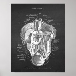 Duodenum Anatomie Kunst Gastroenteroloog Wanddecor Poster