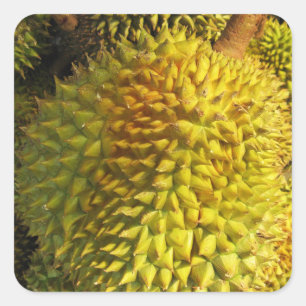 Durian Fruit Vierkante Sticker