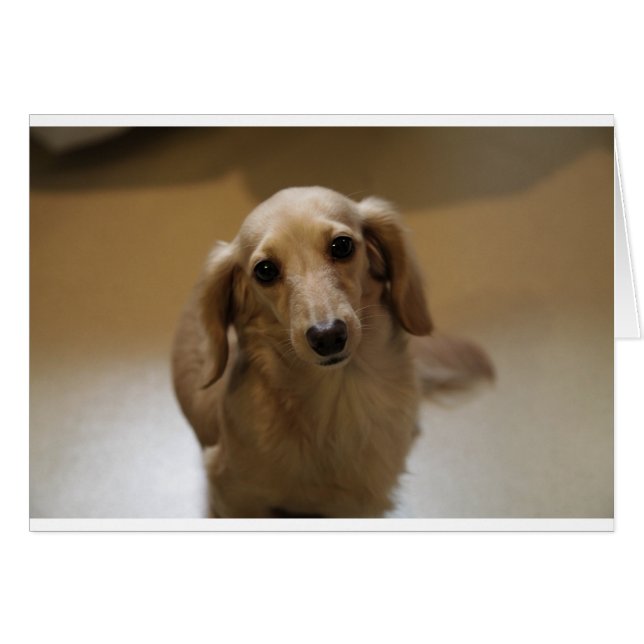 Dus Cute Dachschund Puppy (Voorkant Horizontaal)