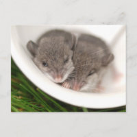Dus Slaperige Baby muizen