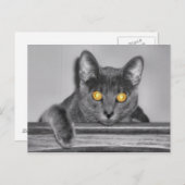 Dusky Gold Briefkaart (Voorkant / Achterkant)