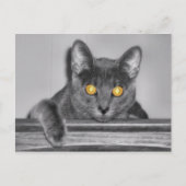 Dusky Gold Briefkaart (Voorkant)