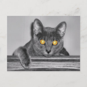 Dusky Gold Briefkaart