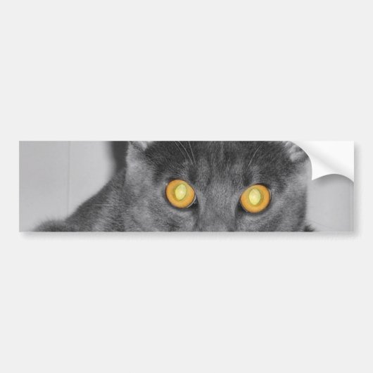 Dusky Gold Bumpersticker (Voorkant)