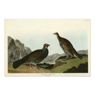 Dusky Grous (Blue Grouse) Audubon Birds of America Foto Afdruk