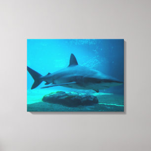 Dusky haai (Carcharhinus Obscurus), Ushaka Canvas Afdruk