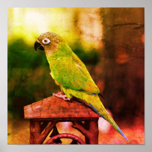 Dusky Headed Conure Parrot Abstract noodlijdend Poster