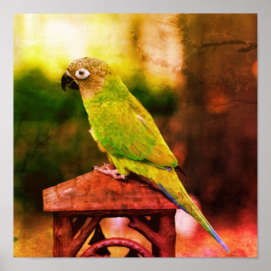 Dusky Headed Conure Parrot Abstract noodlijdend Poster (Voorkant)