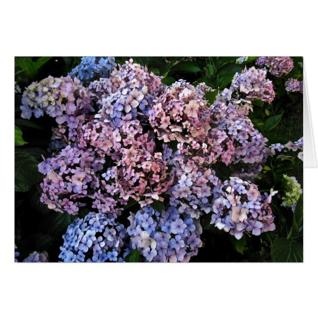 Dusky Hydrangeas (Voorkant Horizontaal)