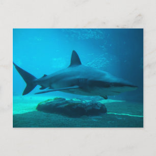 Dusky Shark (Carcharhinus Obscurus), Ushaka Briefkaart