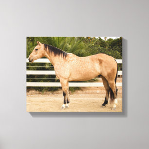 Dusty Horse Canvas 11x14 afdrukken