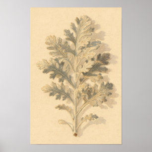 Dusty Miller Botanische Studie – 12 x 18 Poster