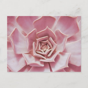 Dusty Roos Pink Succulent Southwest Desert Plant Briefkaart