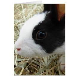 Dutch Bunny