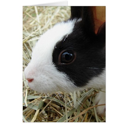 Dutch Bunny (Voorkant)