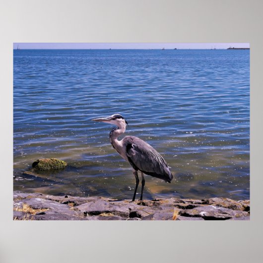 Dutch Heron Poster (Voorkant)