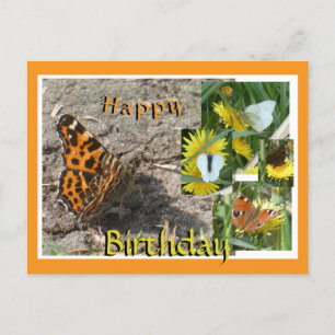 Dutch Summer Butterflies Collage Verjaardag Briefk Feestdagenkaart